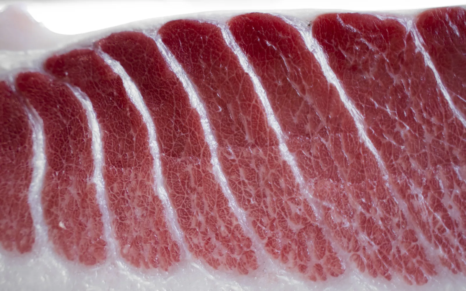 Raw tuna belly