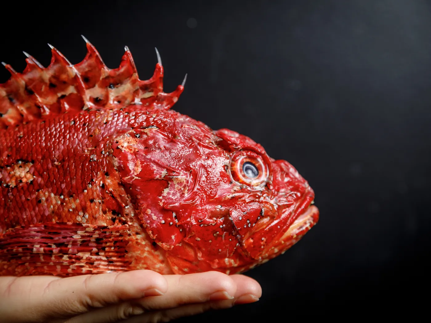 Fresh red scorpionfish held in a hand, on a black background